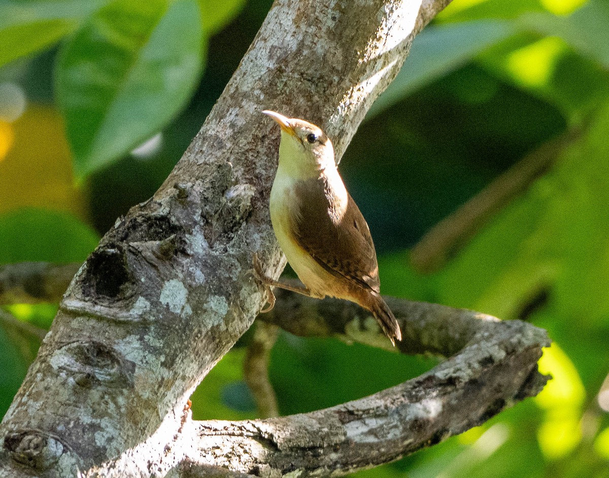St. Lucia Wren - ML646578815