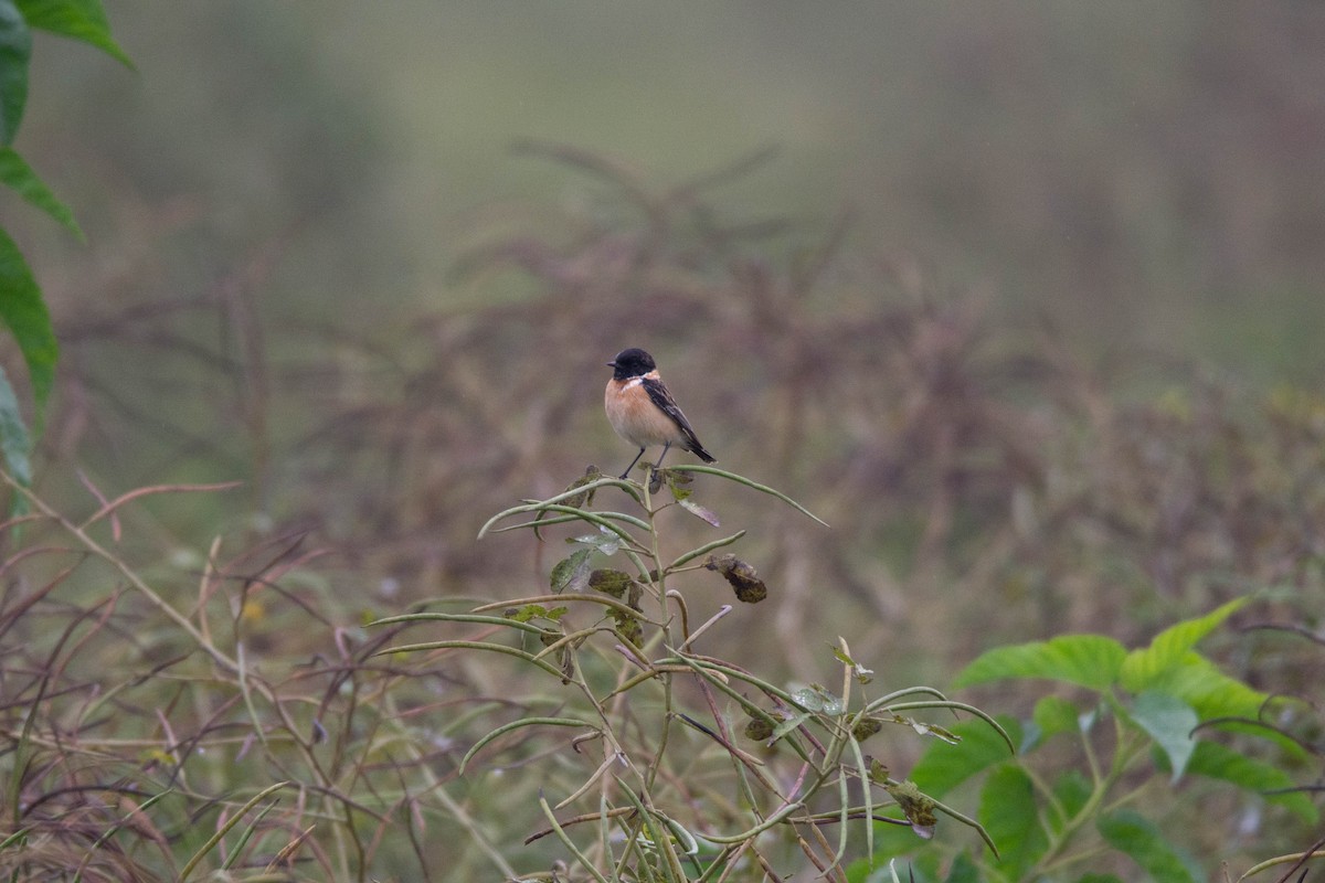Siberian Stonechat - ML646578818