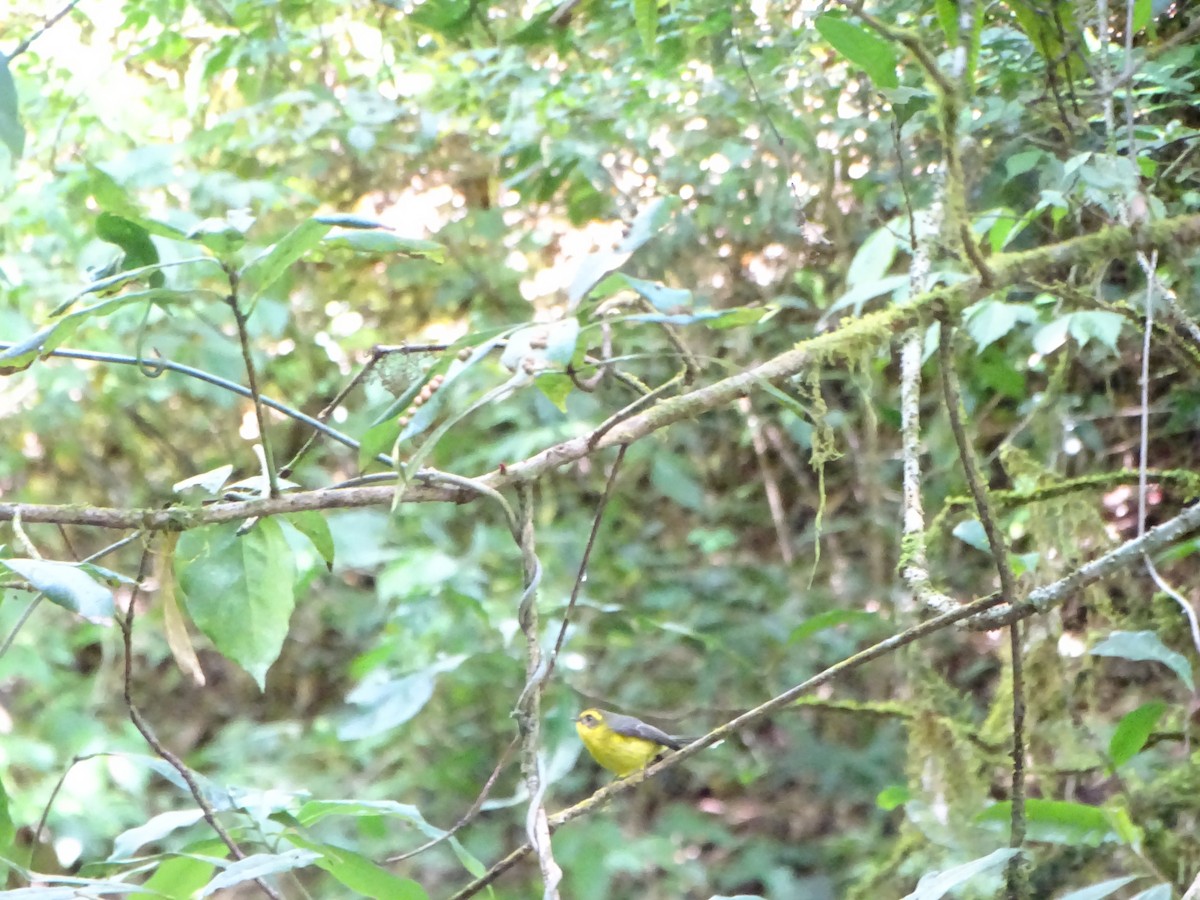 Yellow-bellied Fairy-Fantail - ML646578819