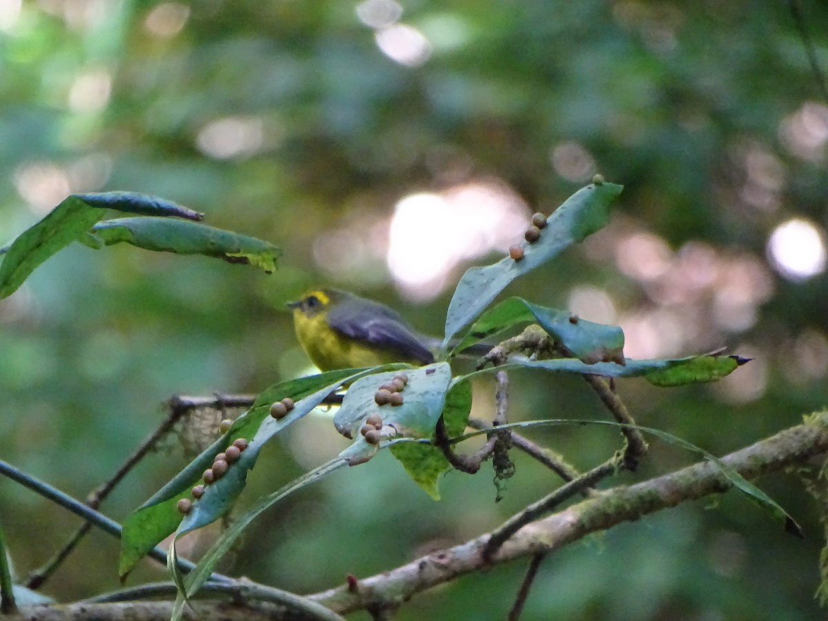 Yellow-bellied Fairy-Fantail - ML646578820