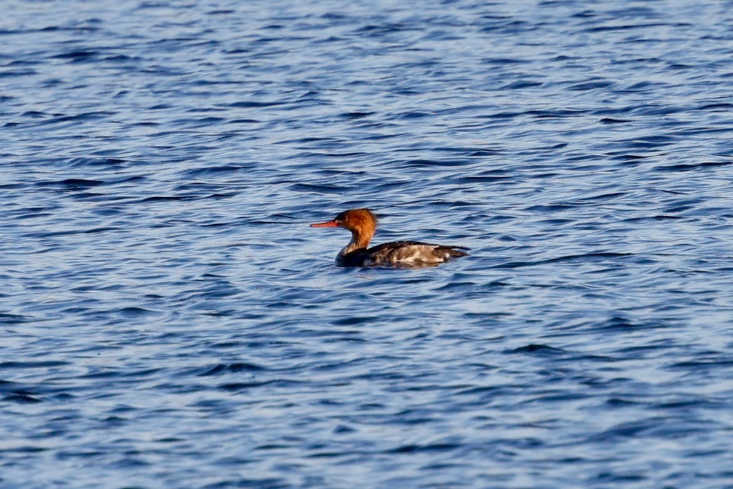 Red-breasted Merganser - ML646578821