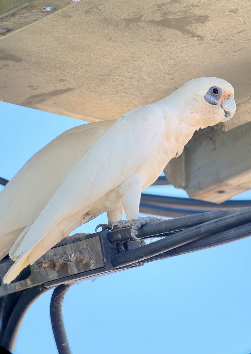 Little Corella - ML646578822