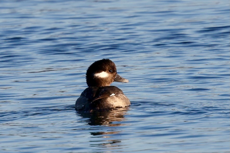 Porrón Albeola - ML646578824