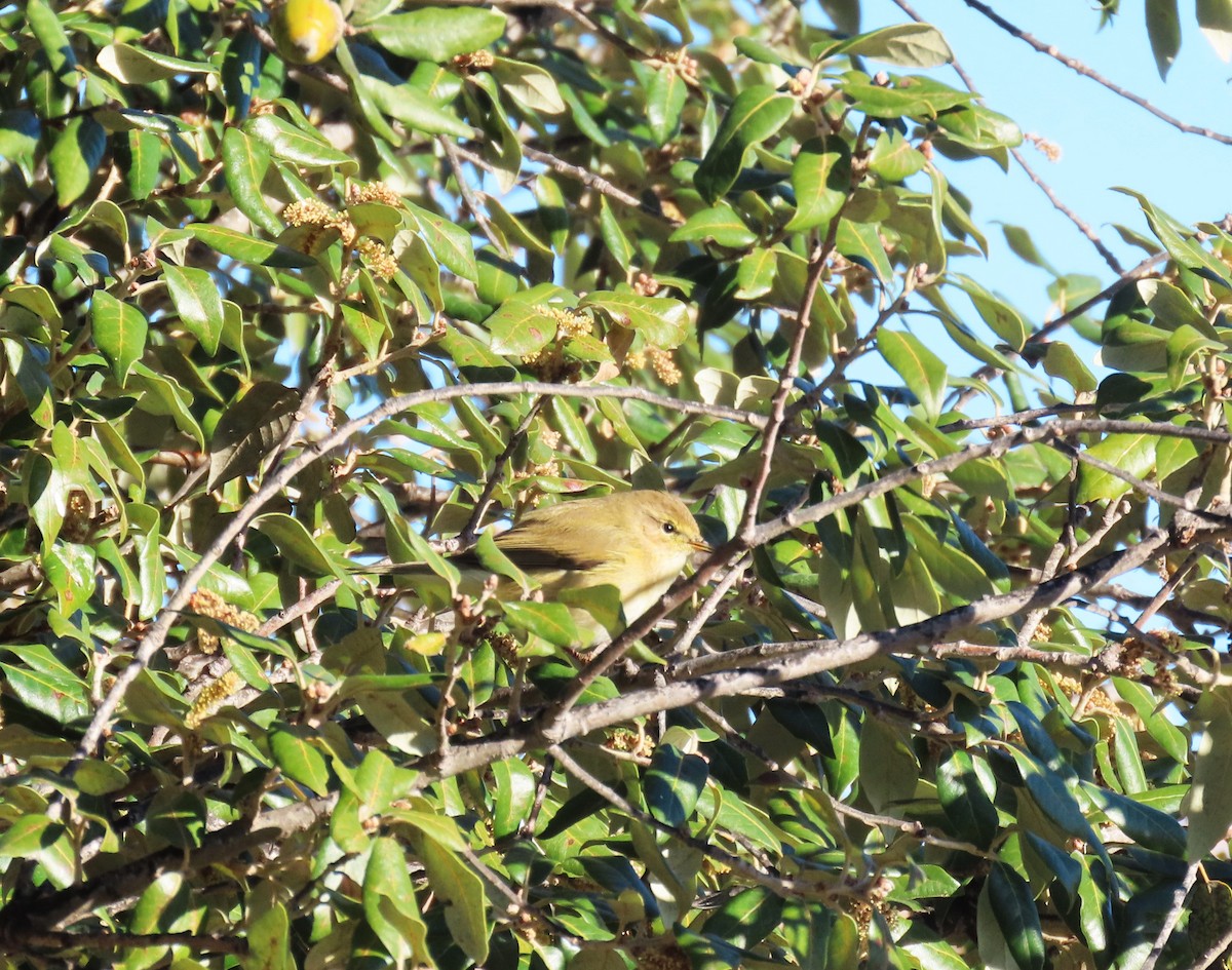 Pinzón Vulgar - ML646578826