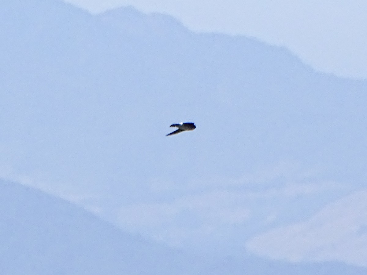 Vencejo Oriental - ML646578827