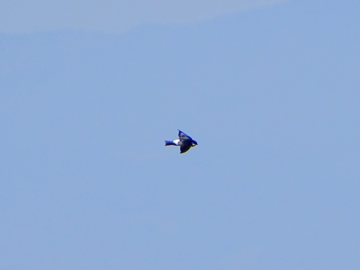 Vencejo Oriental - ML646578828