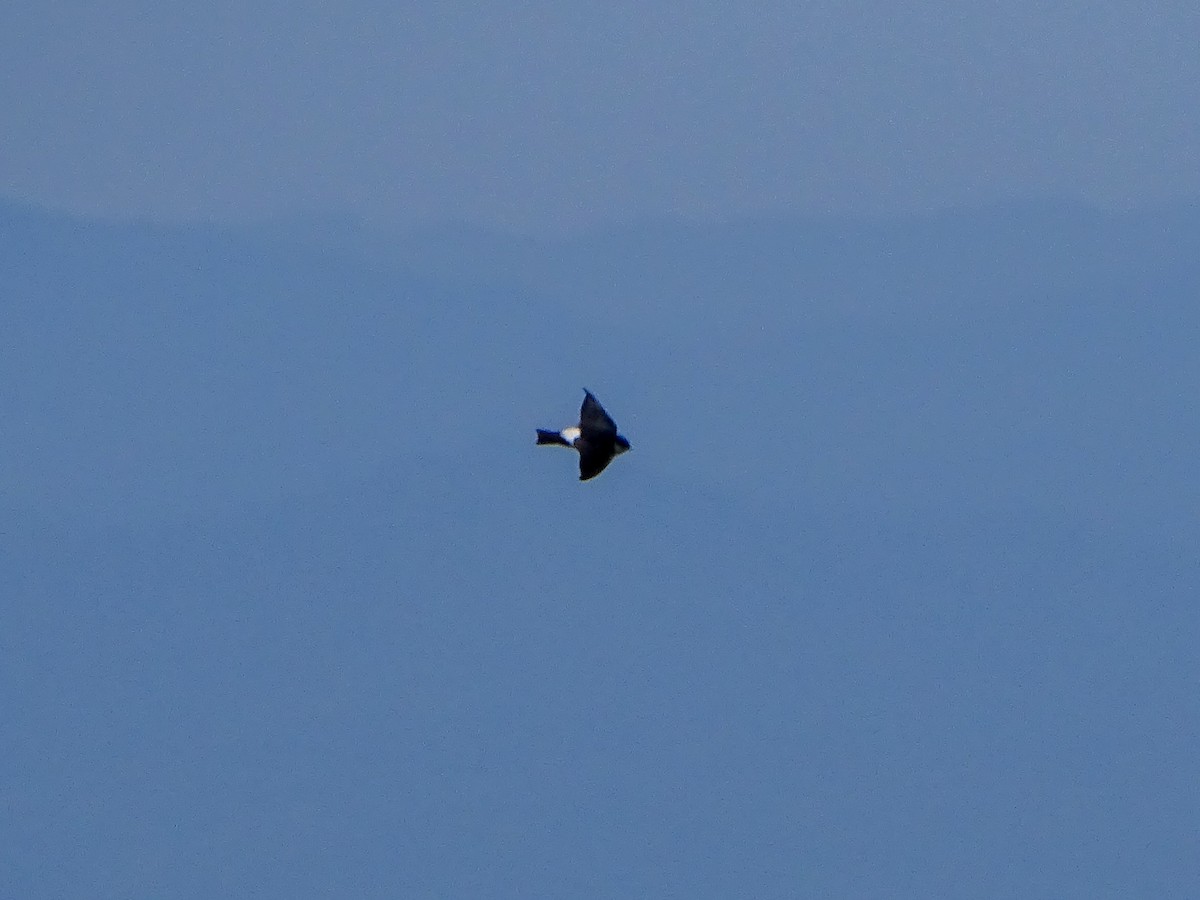 Vencejo Oriental - ML646578829