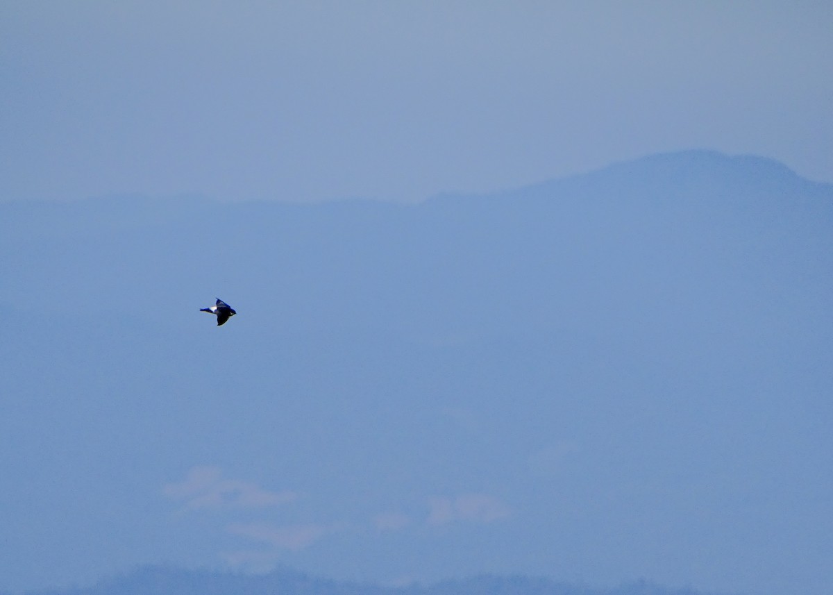 Vencejo Oriental - ML646578830