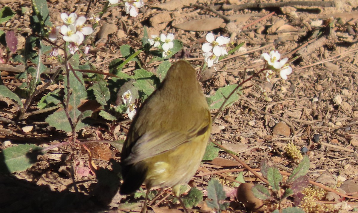 Pinzón Vulgar - ML646578831