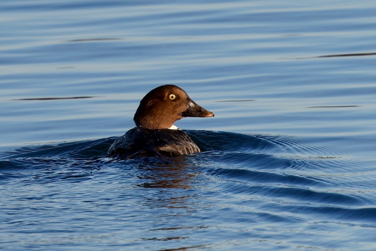 Porrón Osculado - ML646578832