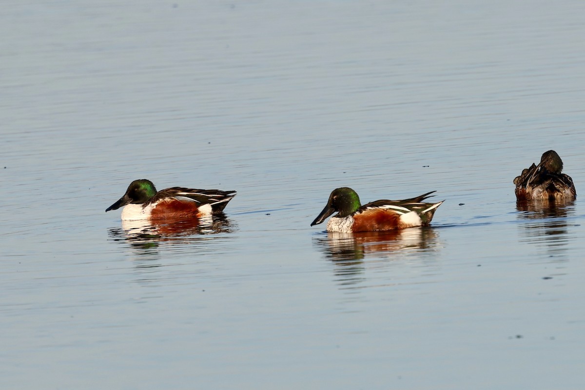 Cuchara Común - ML646578834