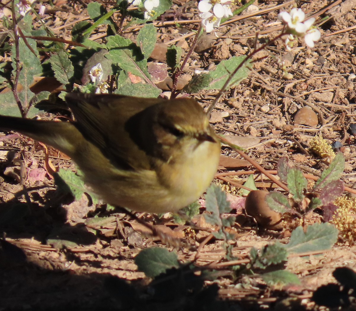 Pinzón Vulgar - ML646578835