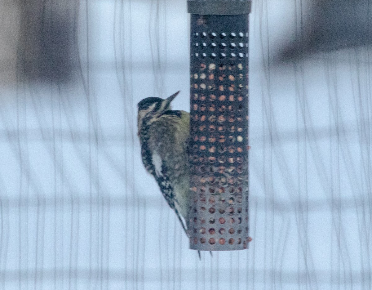 Chupasavia Norteño - ML646578836