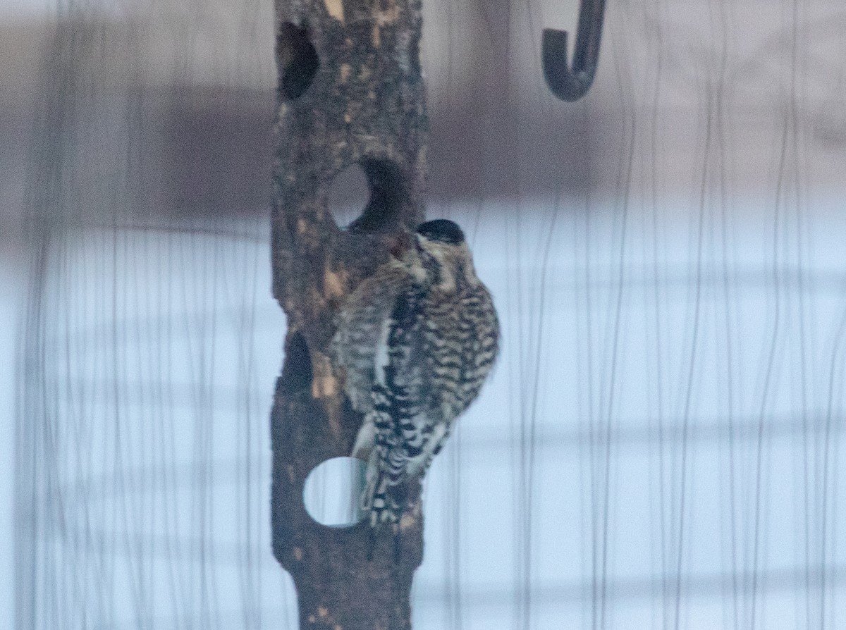 Chupasavia Norteño - ML646578837