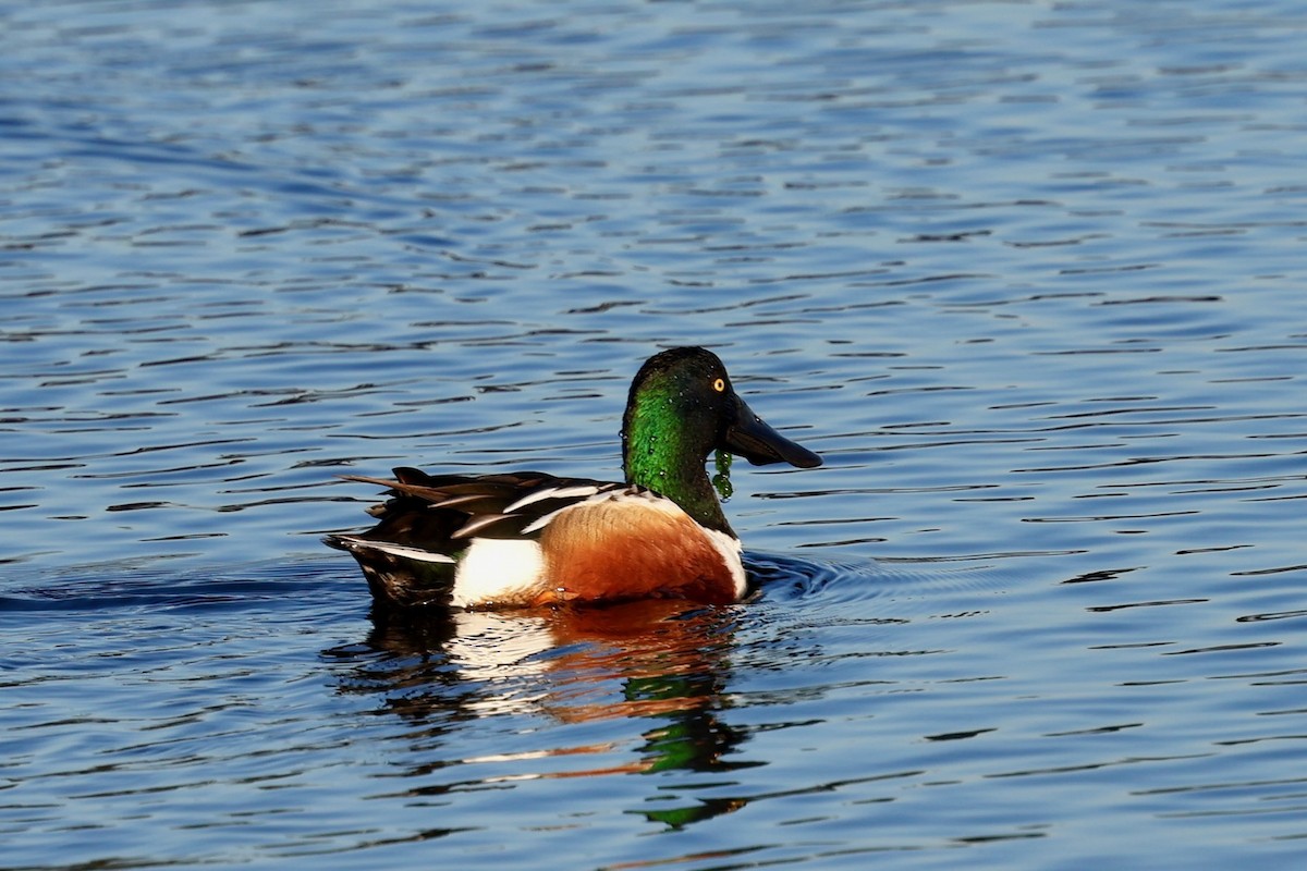 Cuchara Común - ML646578838