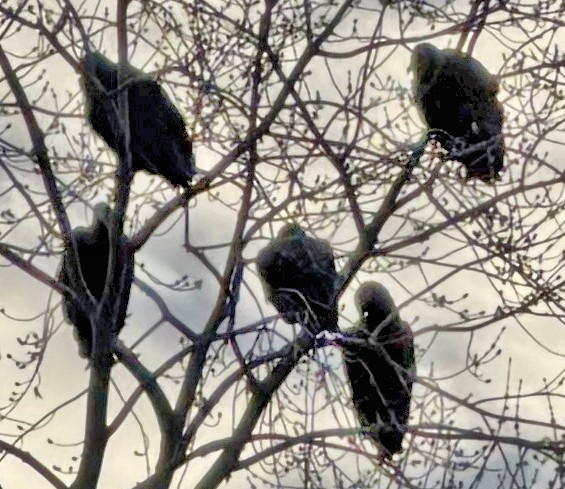 Zopilote Negro - ML646578840