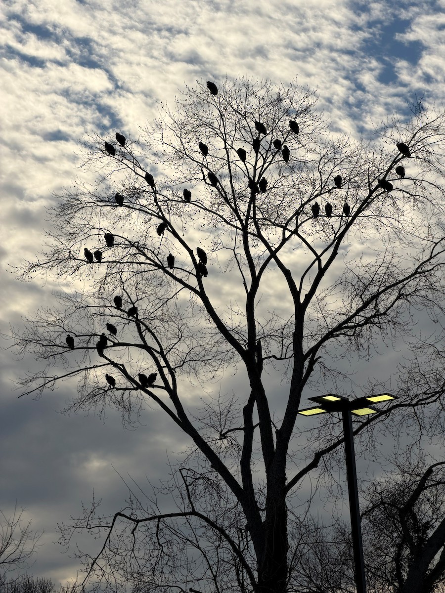 Zopilote Negro - ML646578841