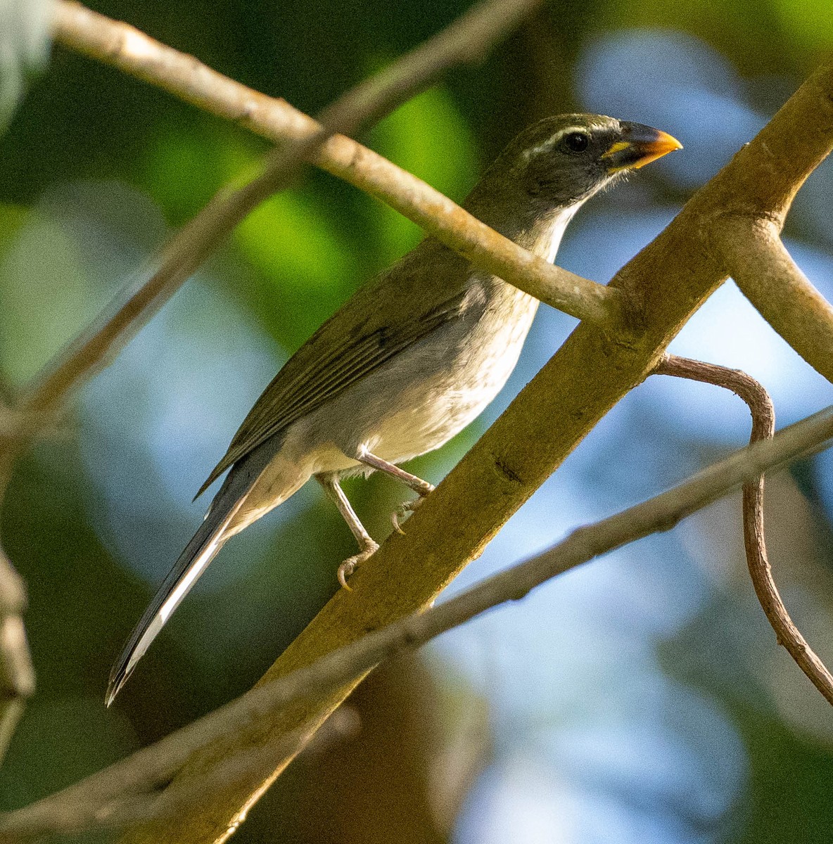 Pepitero Antillano - ML646578844