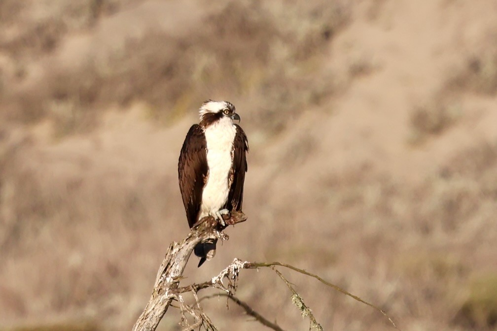 Águila Pescadora - ML646578845