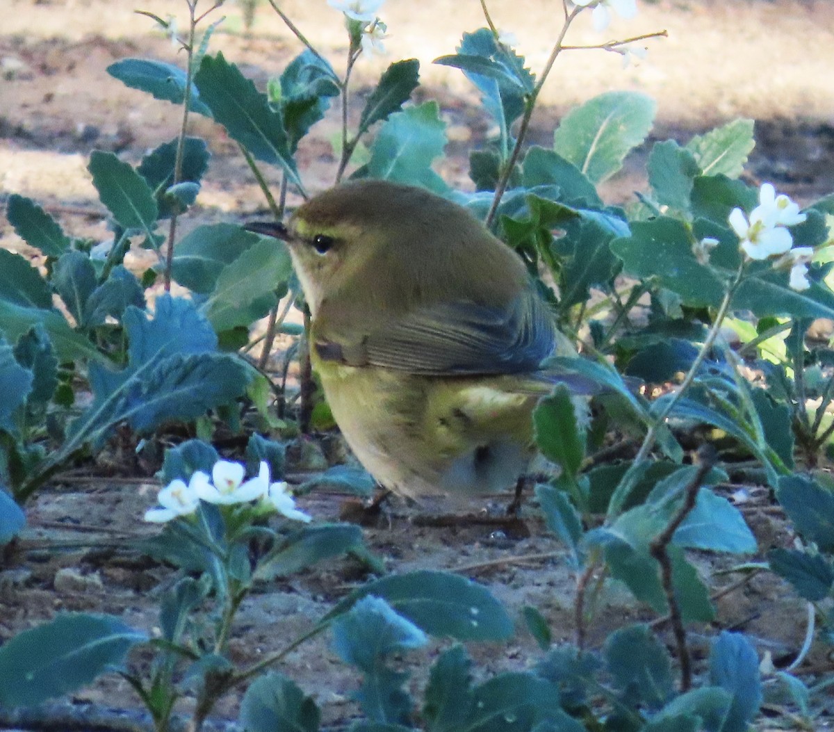 Pinzón Vulgar - ML646578846