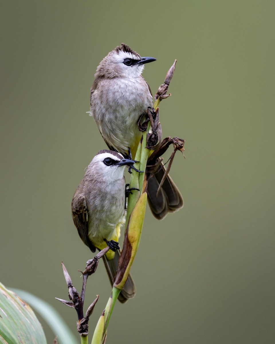 Bulbul Culiamarillo - ML646578849