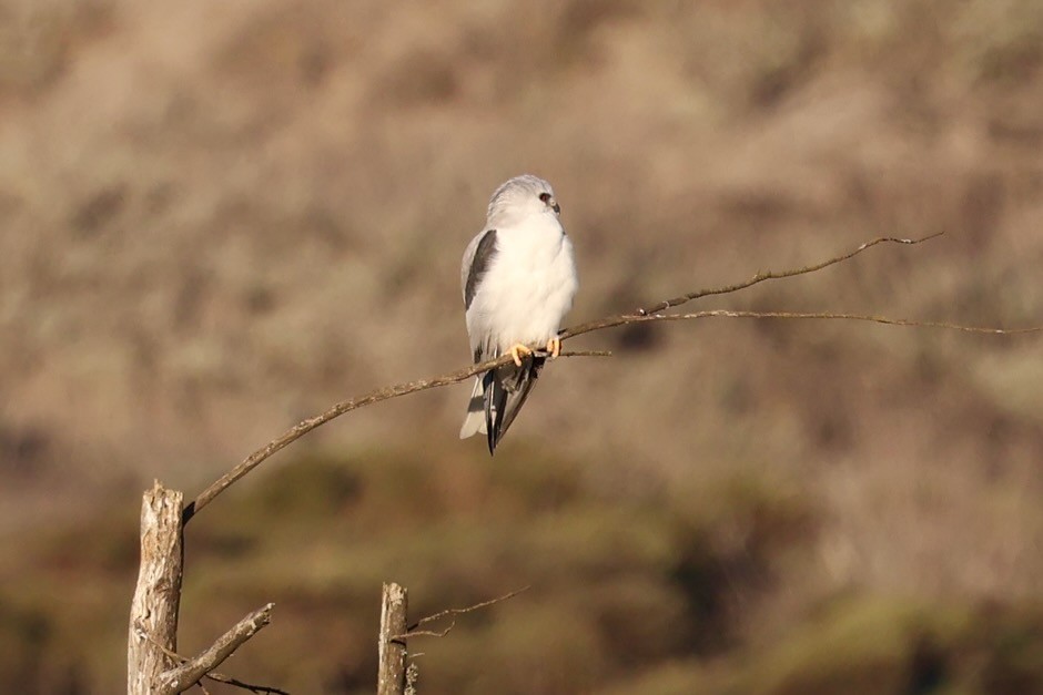 Elanio Maromero - ML646578850