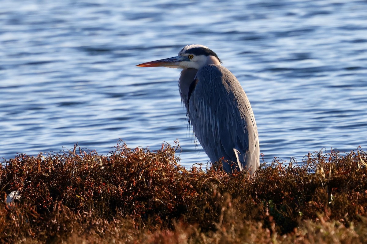 Garza Azulada - ML646578851