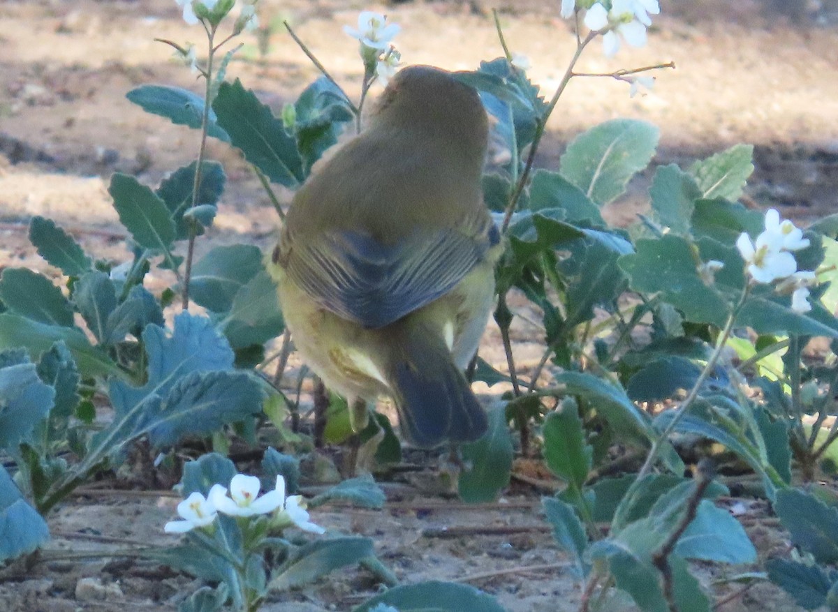 Pinzón Vulgar - ML646578852