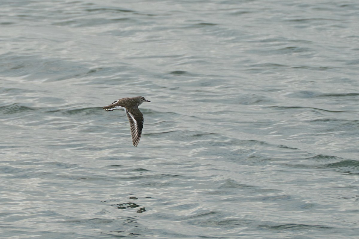 Andarríos Chico - ML646578853