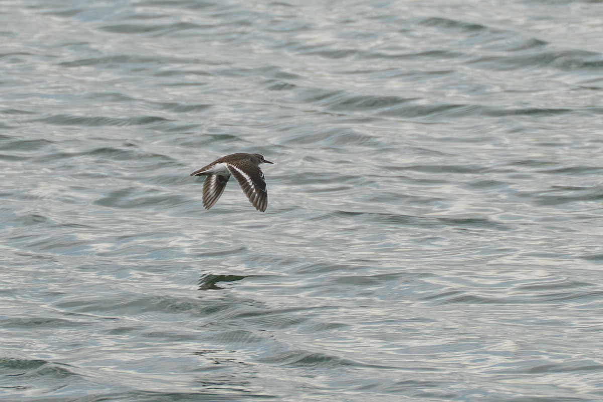 Andarríos Chico - ML646578854