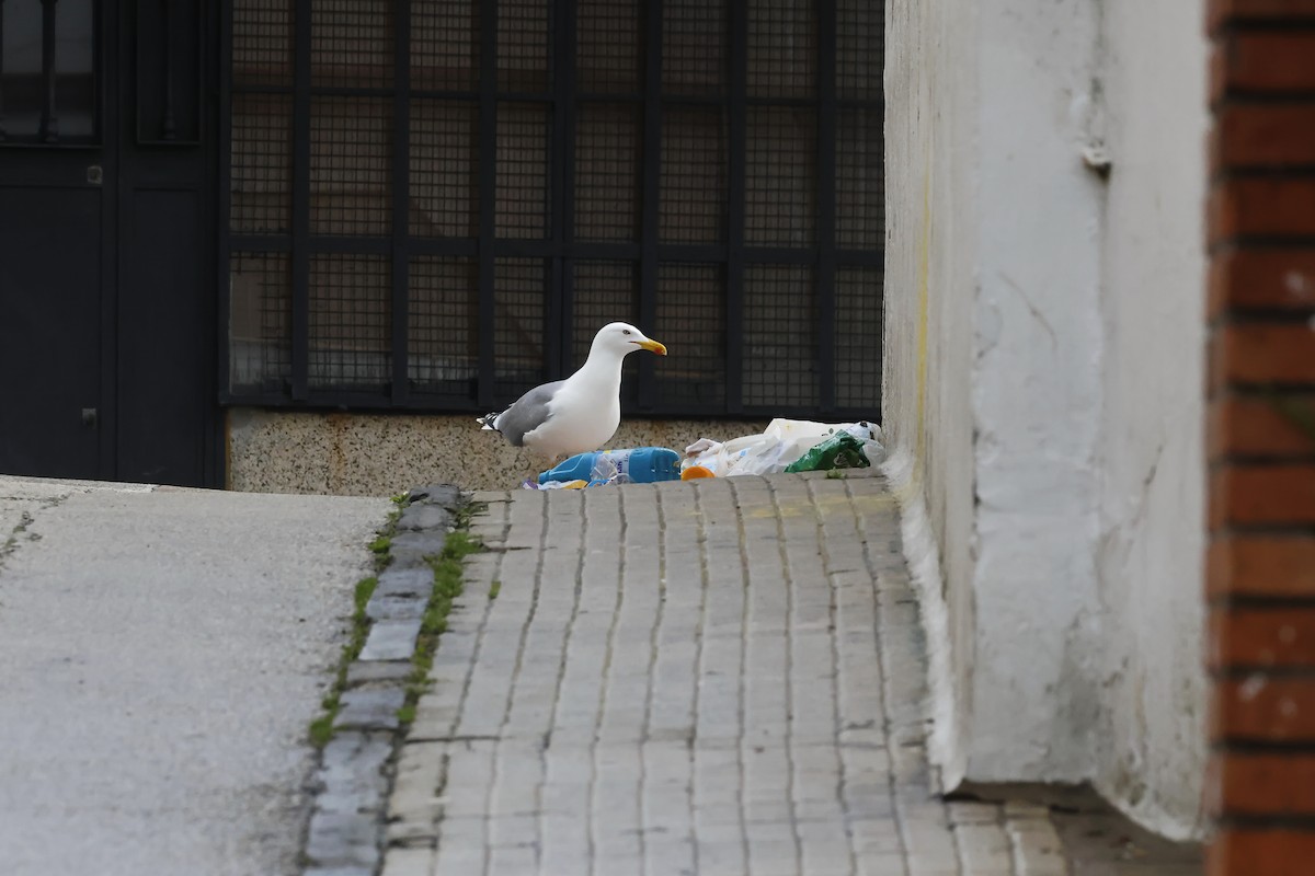 Gaviota Patiamarilla - ML646578855