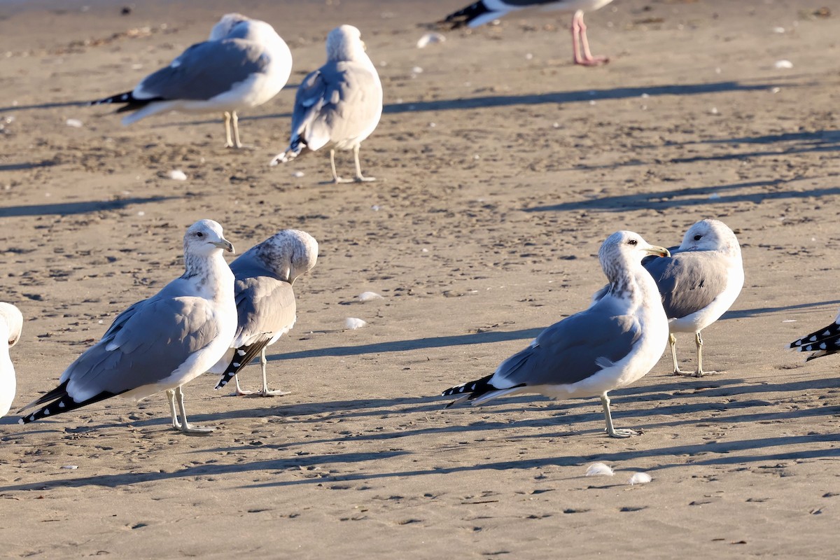 Gaviota Californiana - ML646578857