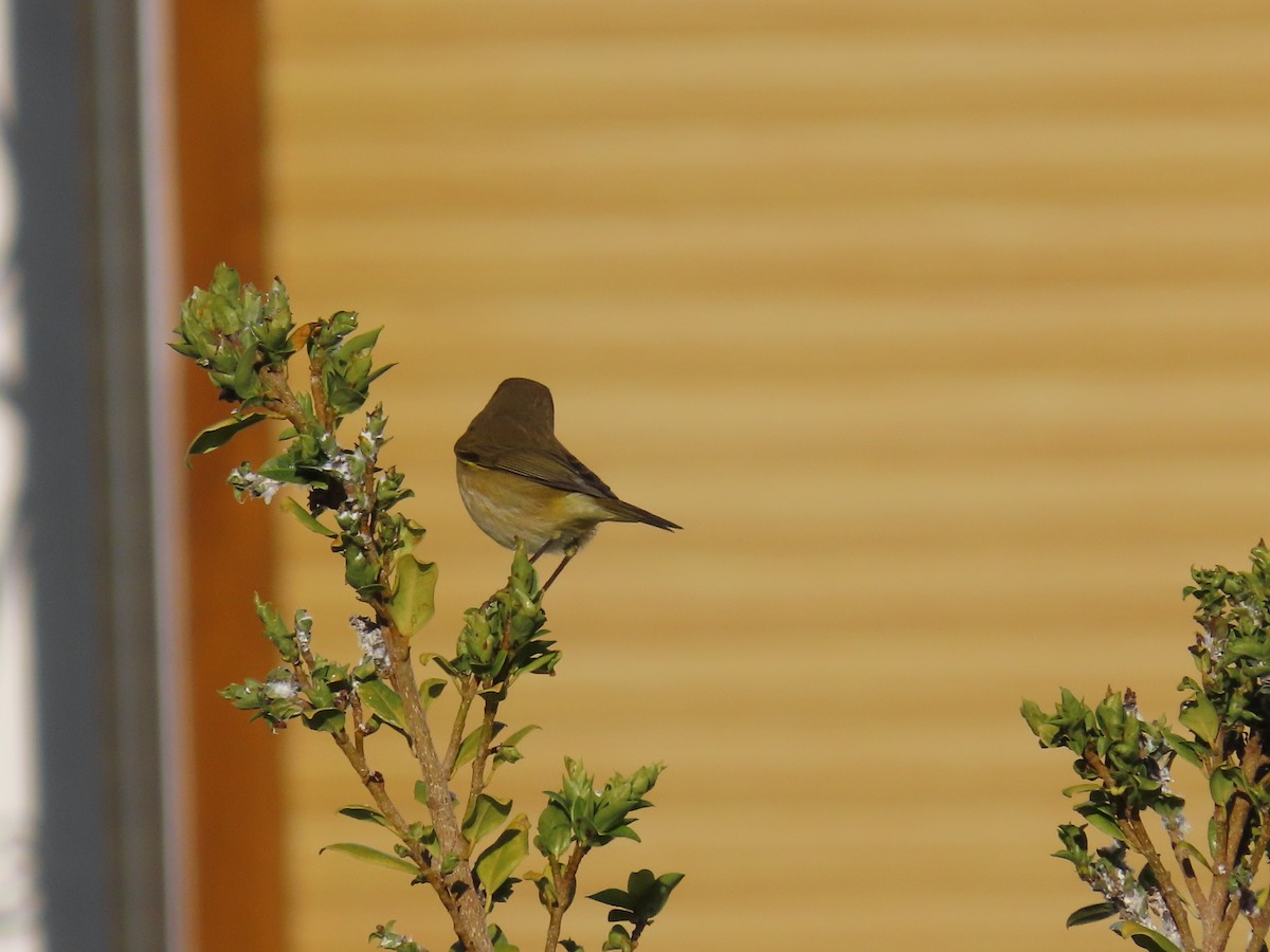 Pinzón Vulgar - ML646578858