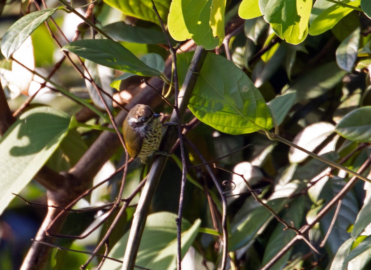 Speckled Piculet - ML646578860