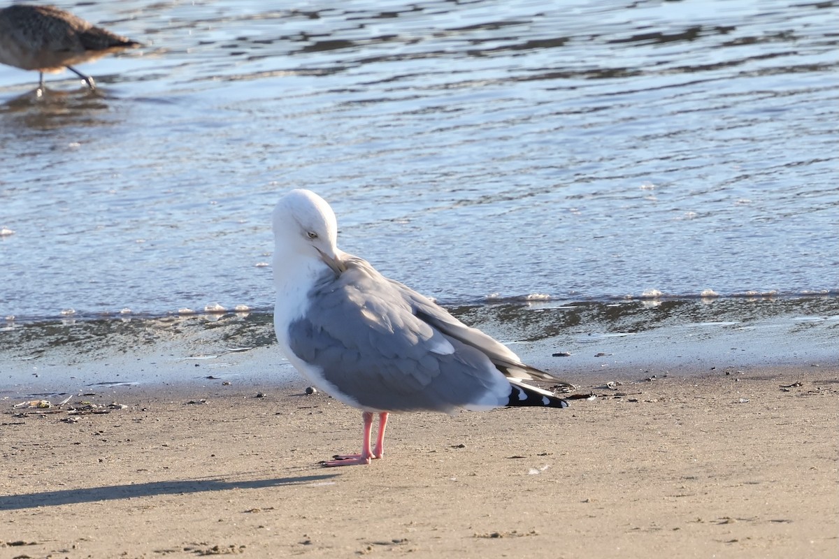 Мартиновий sp. - ML646578861