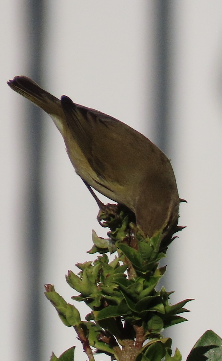 Пеночка-теньковка - ML646578864