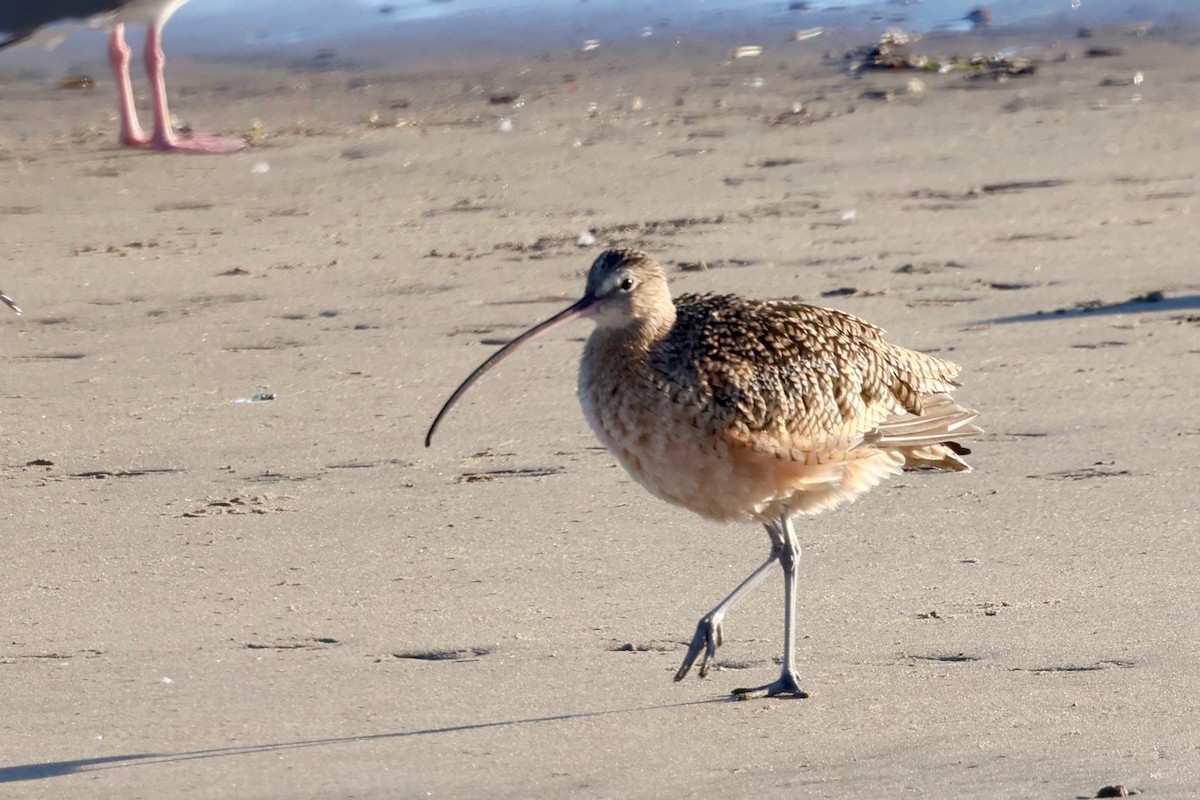 Long-billed Curlew - ML646578867
