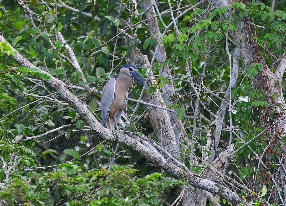 Boat-billed Heron - ML646578868