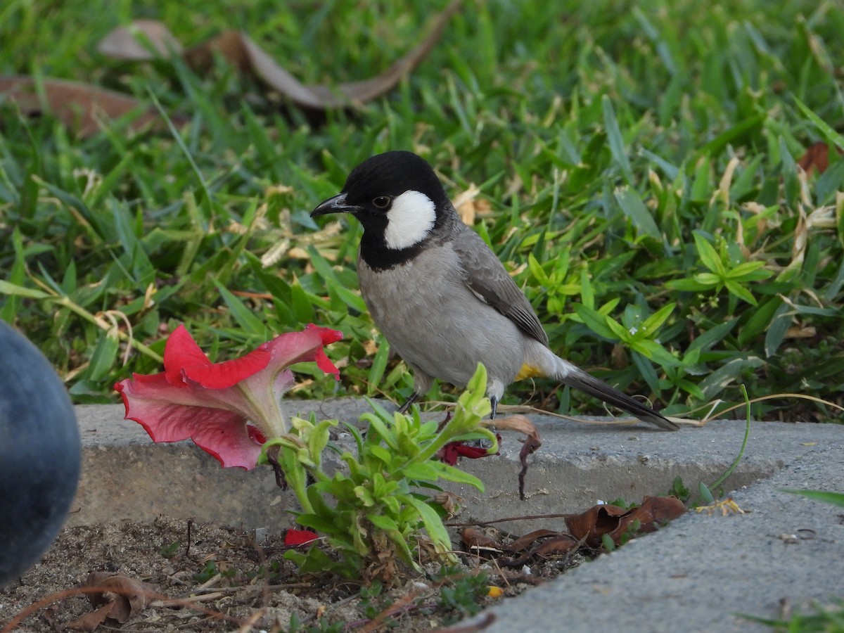 White-eared Bulbul - ML646578873