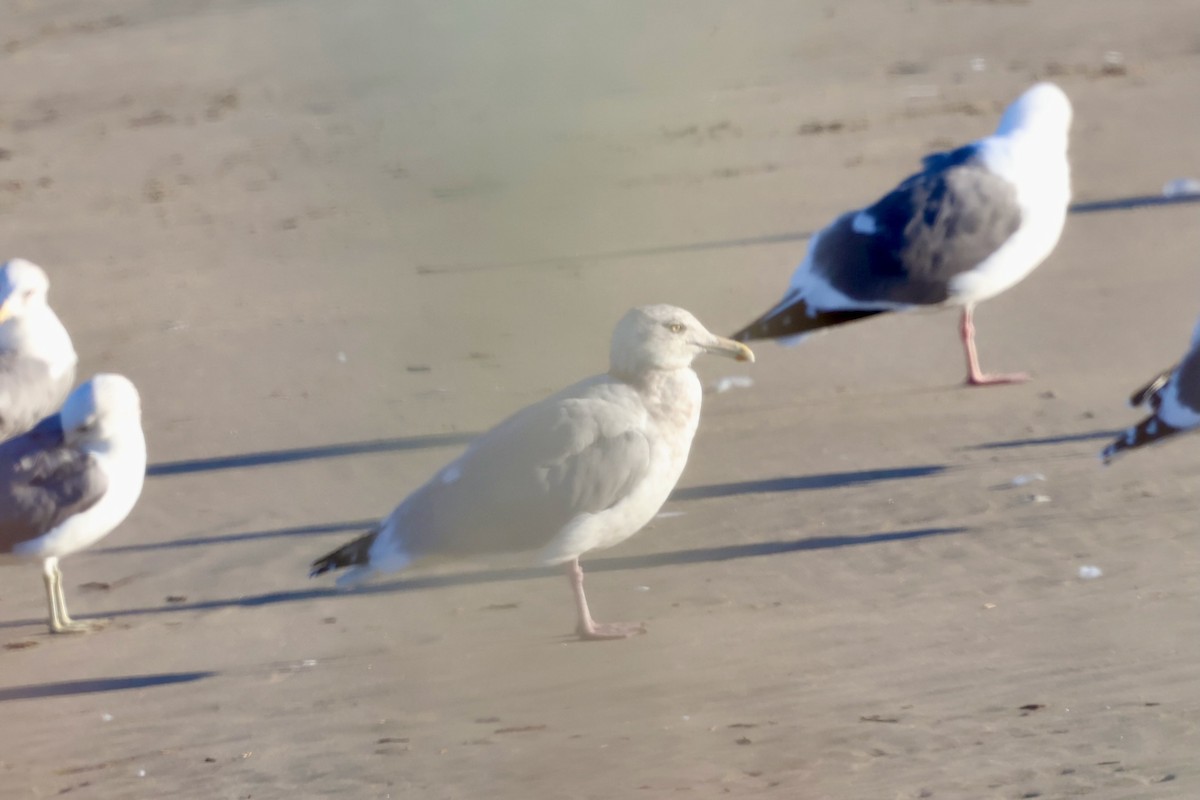 Мартиновий sp. - ML646578875