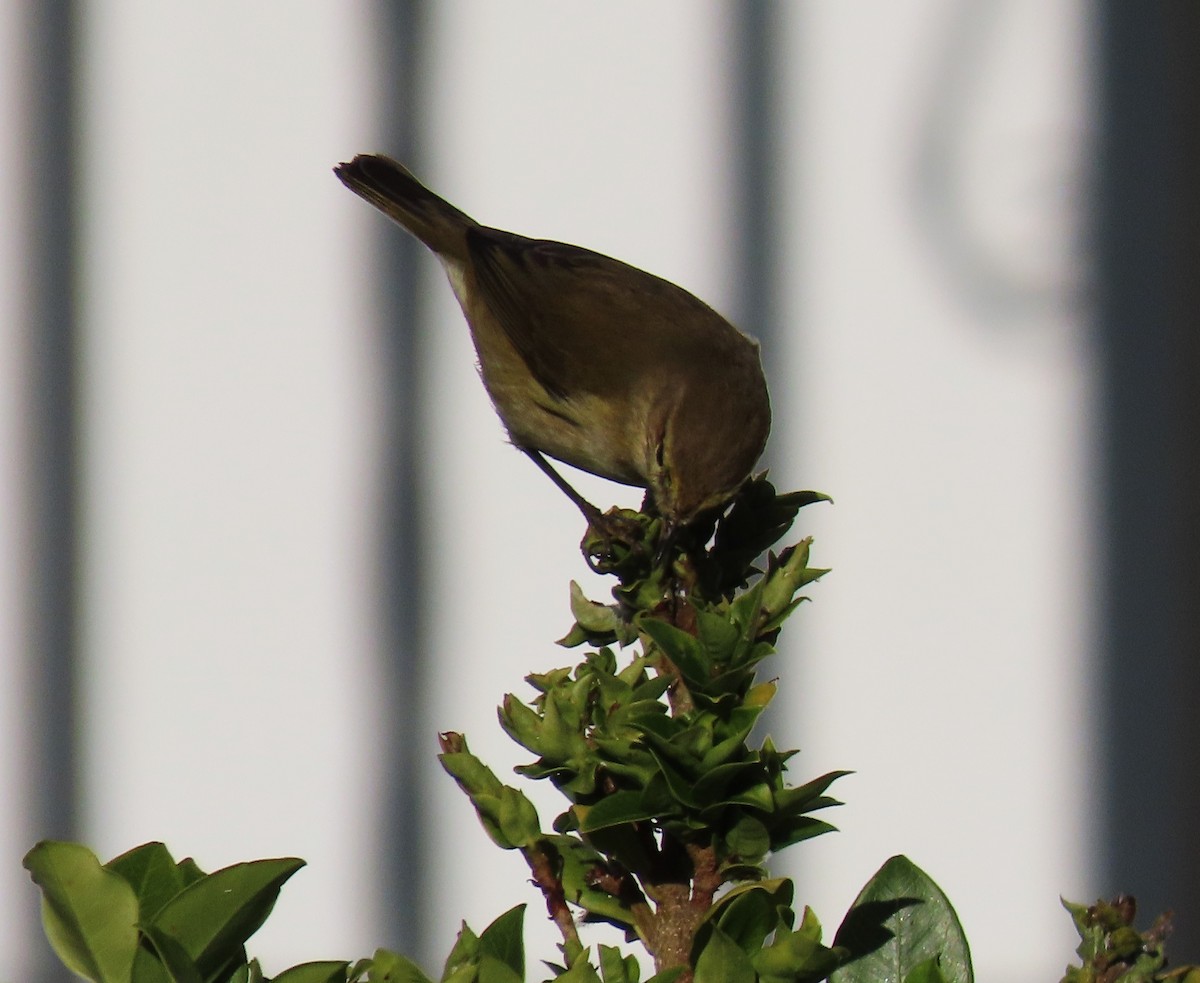 Пеночка-теньковка - ML646578877