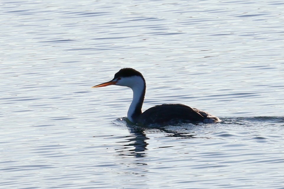 Clark's Grebe - ML646578879
