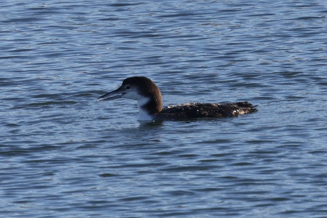 Common Loon - ML646578880