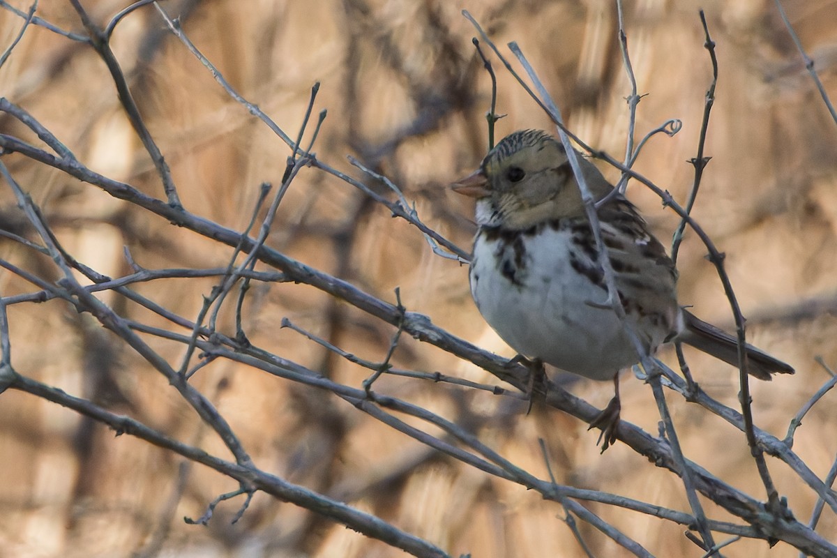Harris's Sparrow - ML646578883