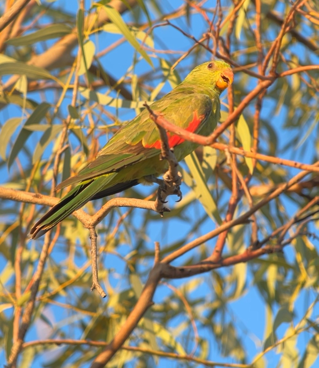 Red-winged Parrot - ML646578895