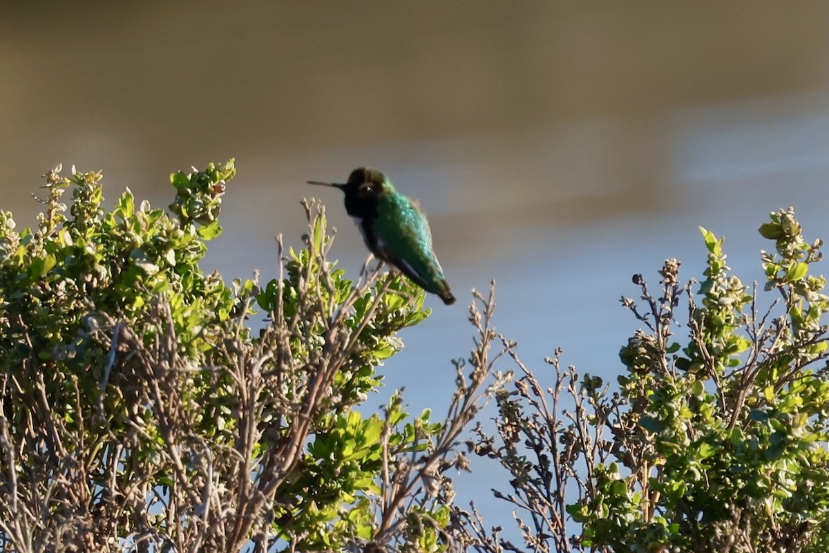 Anna's Hummingbird - ML646578896