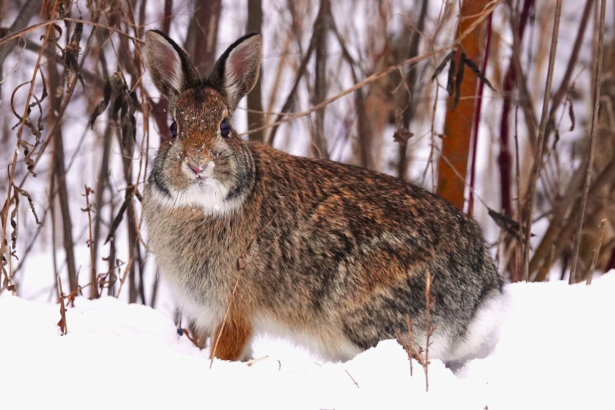Eastern Cottontail - ML646578897