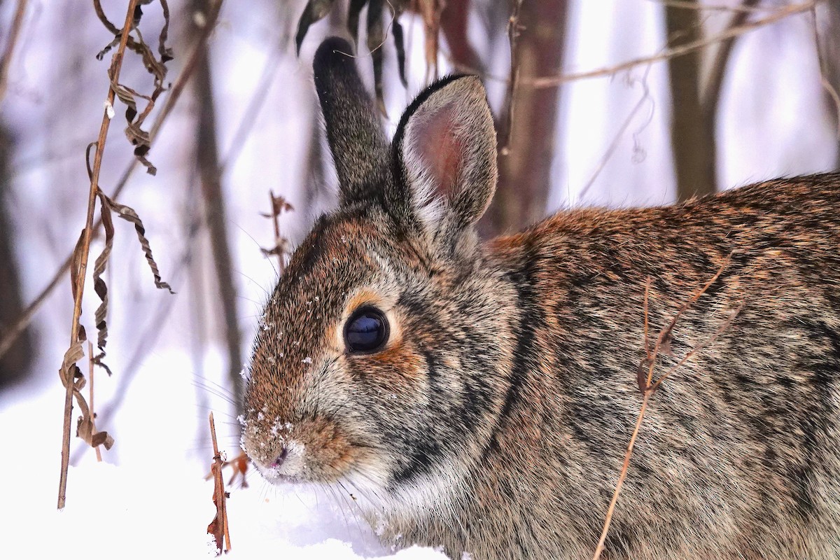 Eastern Cottontail - ML646578898