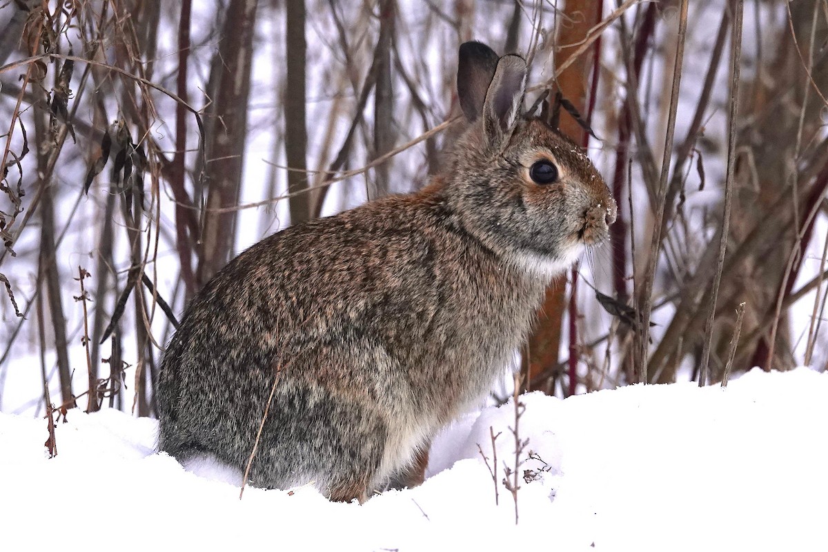 Eastern Cottontail - ML646578899