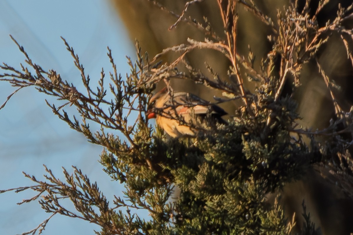 Northern Cardinal - ML646578901